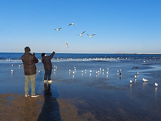 Möwen füttern