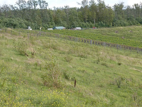 Der Weinberg am Geiseltalsee