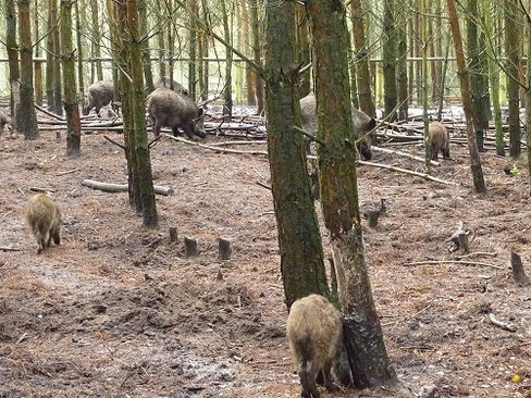 Große Freigehege Im Wildpark Schorfheide