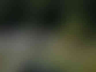 Nachts bei den Wölfen