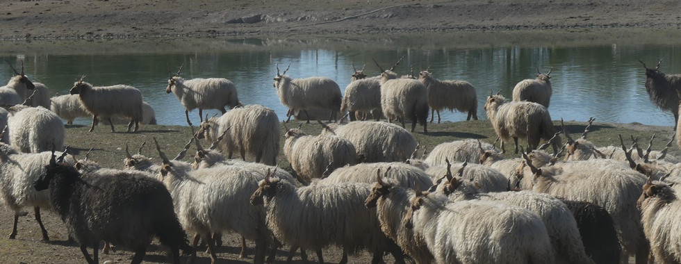 Ungarische Zackelschafe