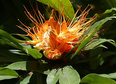 Im Botanischen Garten von Victoria