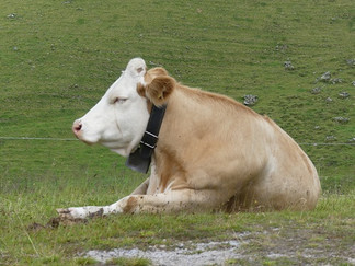 Ständige Wegbegleiter auf dem Alpkäse-Trail