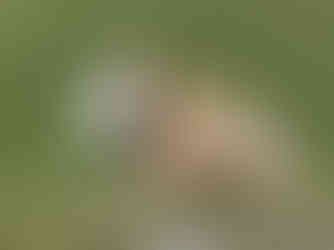 Ständige Wegbegleiter auf dem Alpkäse-Trail