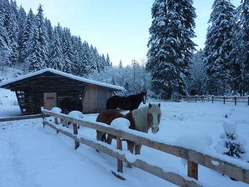 Pferdekoppel im Schnee