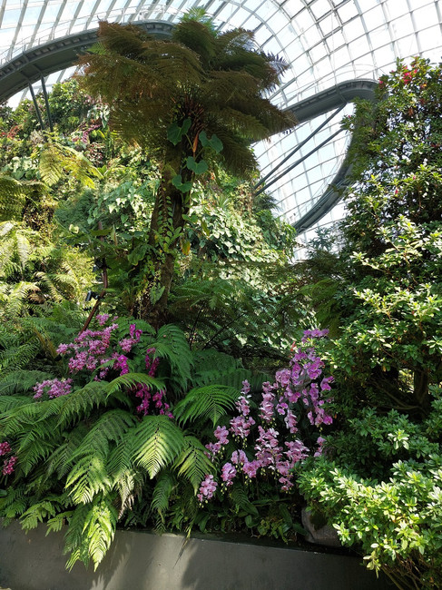 Der Cloud Forest mit Tree Top Walk