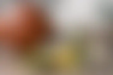 What Is the Gary Payton Strain? Effects and Flavour