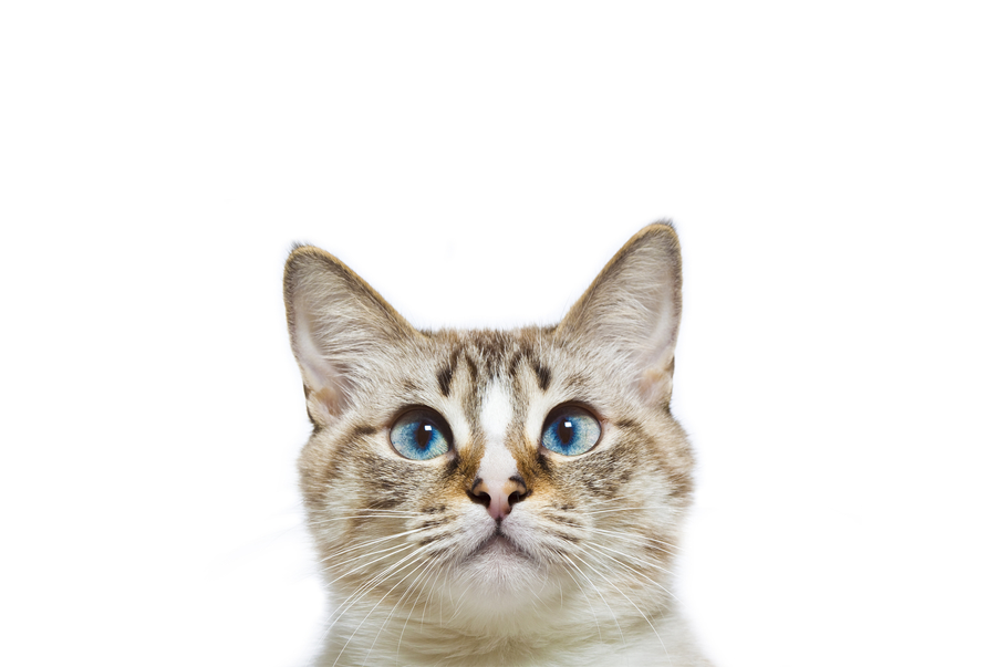 bigstock-blue-eyed-cat-head-499767381
