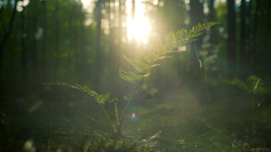 fern gif.gif