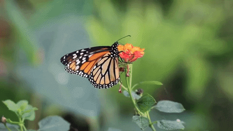 butterfly on flower.gif