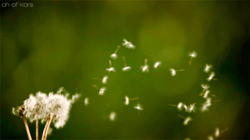 dandelion air gif.gif