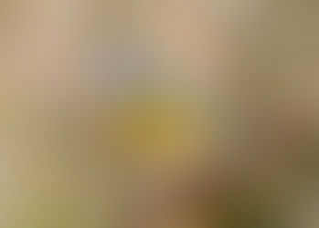 Des mésanges dans mon jardin