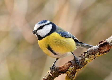 Des mésanges dans mon jardin