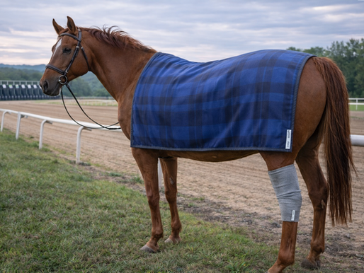 The Invisible Field: EMFs, Sensitivity, and the Healing Path for Horses