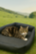 FARA PET Bed Bslou Field of grass.png