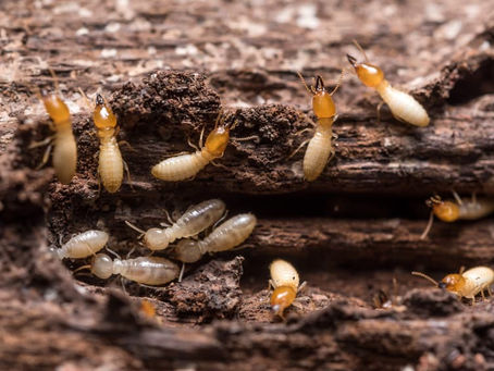 CBA Compagnie des batiments d'Aquitaine Termites