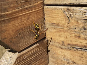 Une guêpe poliste posé sur un abri de jardin en bois en Dordogne.