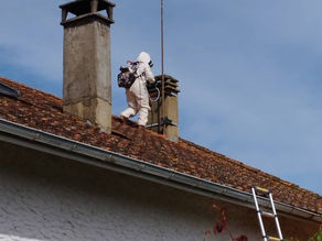Destruction de nids de frelons asiatiques en Dordogne-Périgord