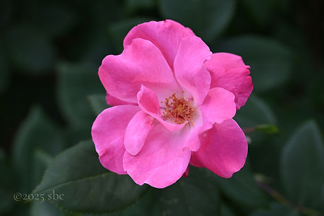 Bright pink_small_pf.jpg