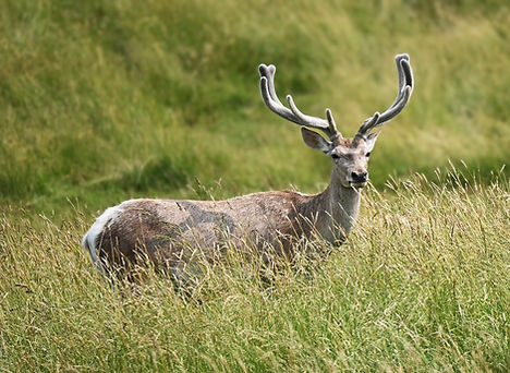 DSC_1626_Deer_sml.jpg