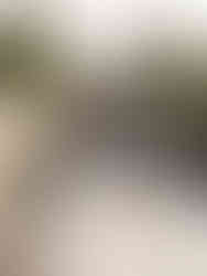 North Avoca - Central Coast 3d Pool Design with custom Cabana and Daybed