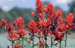 Indian-paintbrush_PD.jpg