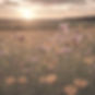 field of wild flowers_edited_edited.jpg