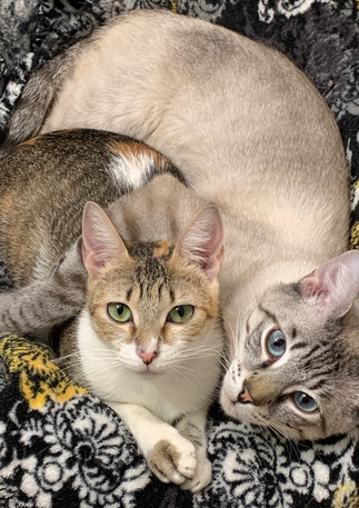 Maxine and Purrcival