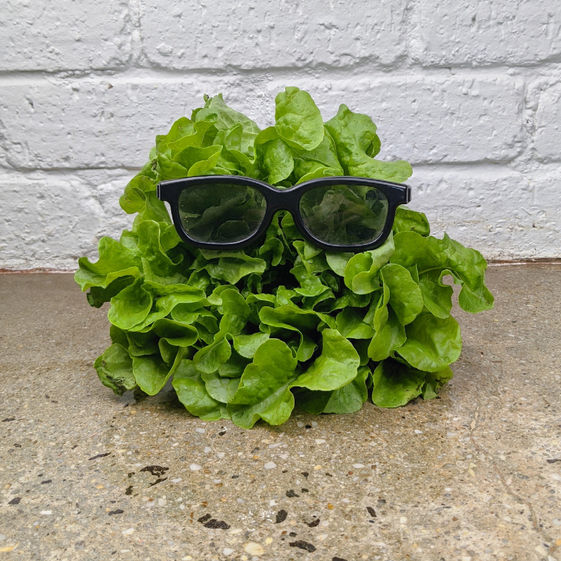 "head of lettuce" wearing 3D glasses as profile pic