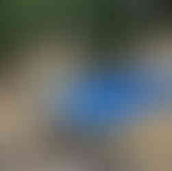 Timber frame of new garden room