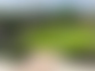 Garden Ideas on a Budget