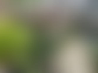 exotic tropical garden design ideas