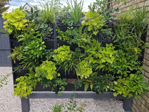Vertical living wall with leafy green plants mounted to a brick wall.