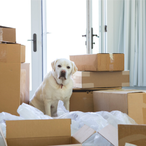 Prepare your dog for moving house