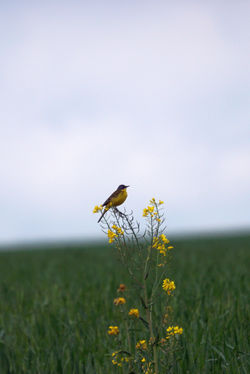 Bergeronnette Printanière 2019