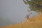 V2 DSC03337.jpg