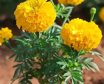 Tagetes_erecta_chendumalli_chedi.webp