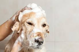 GROOMING | buckscountypetcare