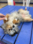 luna smol.jpg