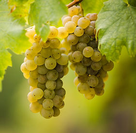 furmint grape_edited.jpg