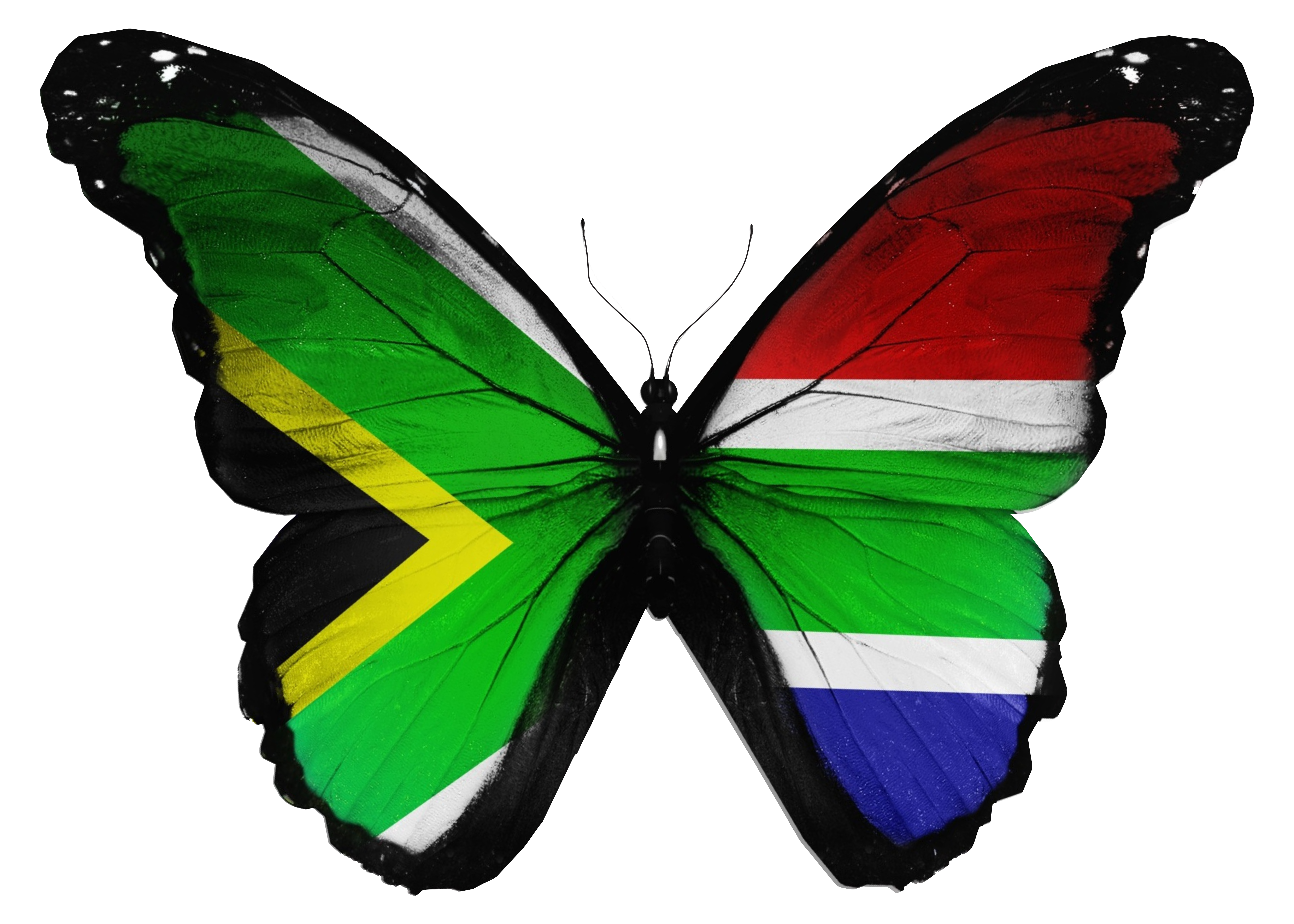 Butterfly logo new.pdf.png