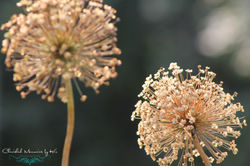 IMG_3574.jpg