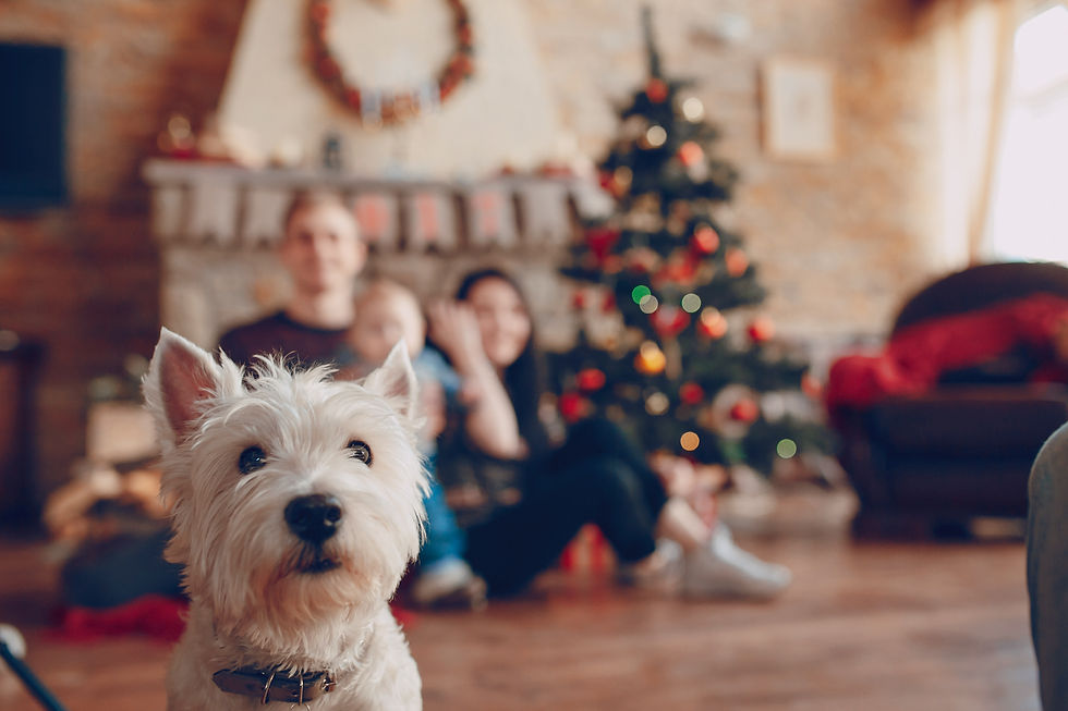 The Risks of Rawhide: Feed your Dog the Natural Way this Christmas