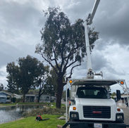 Tree removal crew cutting down large tree in San Diego