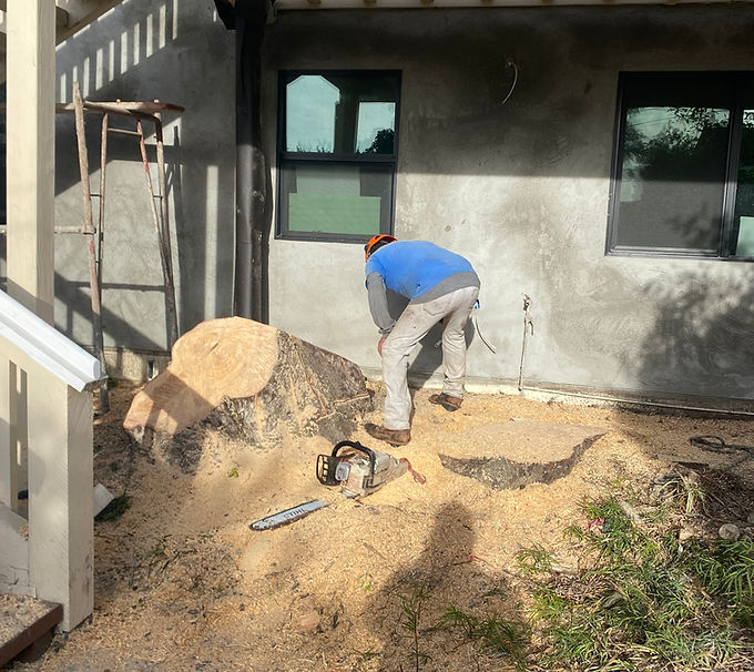 tree-service-san-diego 8026.jpeg