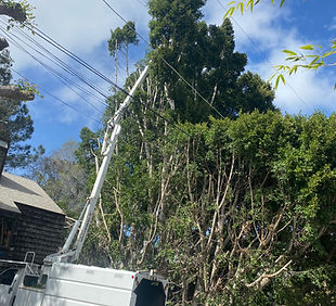 tree-service-san-diego 7951.jpeg