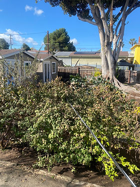 tree-service-san-diego 1667.jpeg