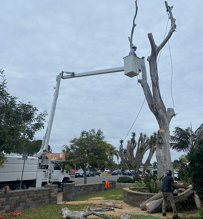 tree-service-san-diego 8
