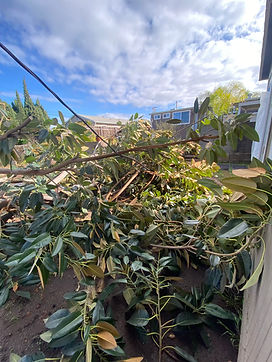 tree-service-san-diego 1666.jpeg