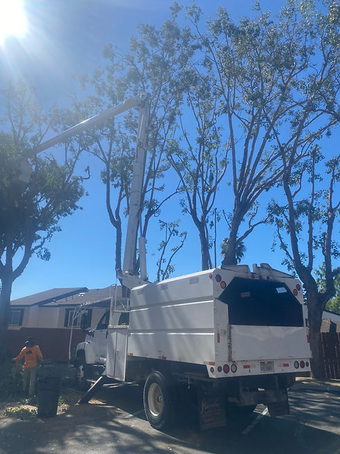 tree-service-san-diego 7896.jpeg